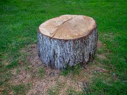 How Our Tree Care Process Works  in  Sunnyslope, WA