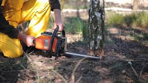 Professional Tree Care in Sunnyslope, WA