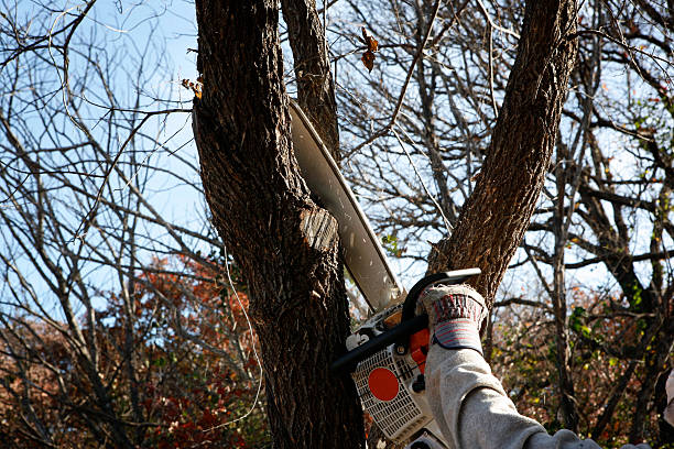 Best Emergency Tree Removal  in Sunnyslope, WA