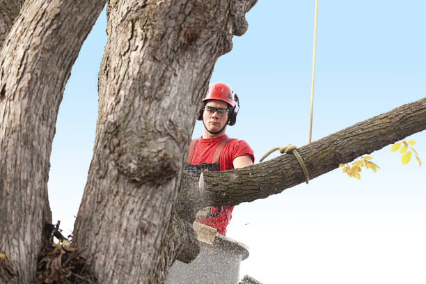 Best Tree Preservation Services  in Sunnyslope, WA